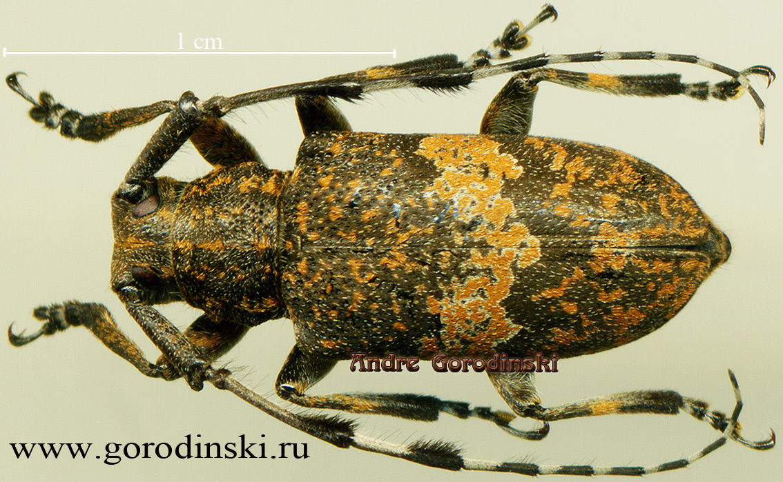 http://www.gorodinski.ru/cerambyx/Cacia cretifera.jpg